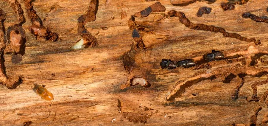 Damage tunnels inside timber caused by wood-boring insects