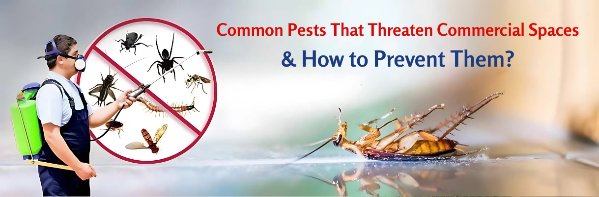 Common Pests in Commercial Spaces — And How to Keep Them Out