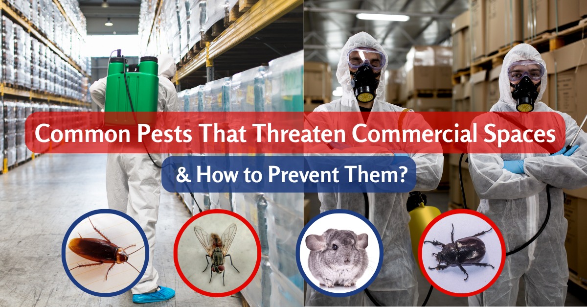 Common Pests in Commercial Spaces — And How to Keep Them Out